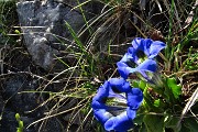 93 Gentiana acaulis